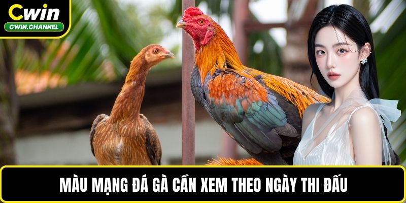 Màu mạng đá gà cần xem theo ngày thi đấu