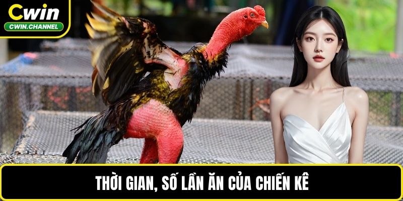 Thời gian, số lần ăn của chiến kê