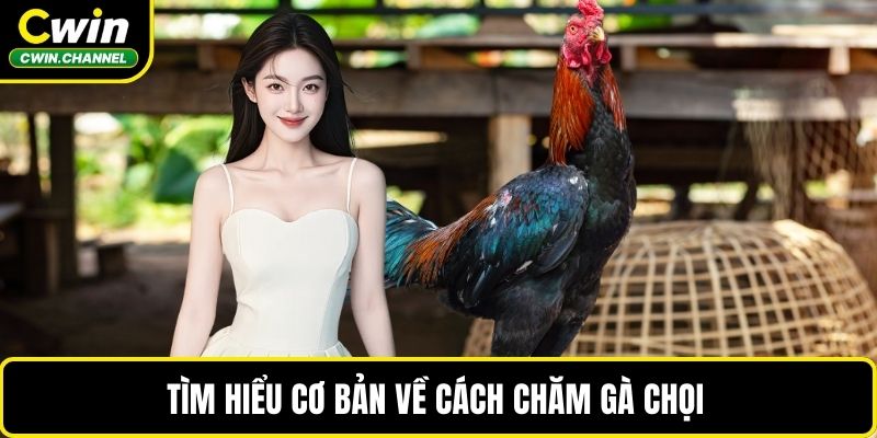 Tìm hiểu cơ bản về cách chăm gà chọi